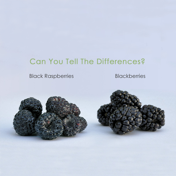 Differences Between Black Raspberries And Blackberries Differences Between Black Raspberry And Blackberry